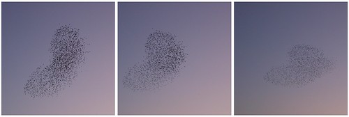 Bird Flock - sequence 02 - Giant flying bean by Sylvain Raybaud, Bird Flock - sequence 02sunset fall animal automne movement sequence mouvement