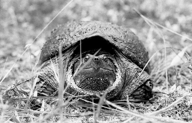 Common Snapping Turtle (South Carolina 1975)