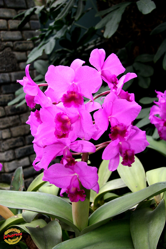 Cattleya Portia 'Gloriosa' - Orchidaceae C20091107 109 | Flickr
