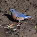 Flickr photo 'Western Bluebird' by: NatureShutterbug.