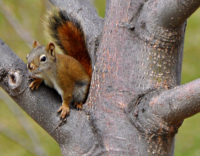 Small squirrel in a tree