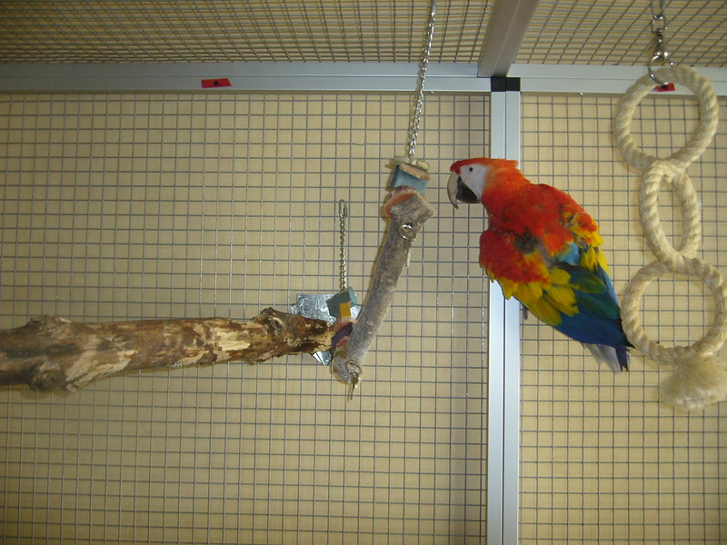 Scarlet macaw cage