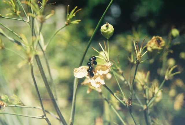 Seeds - Minolta X-700