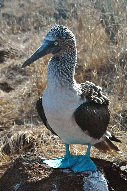 Blue footed boobie, Galapagos