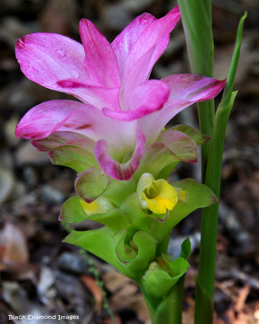 Curcuma australasica - Cape York Lily