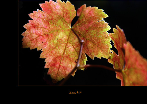 Pétalos de un otoño by Zoa Mª