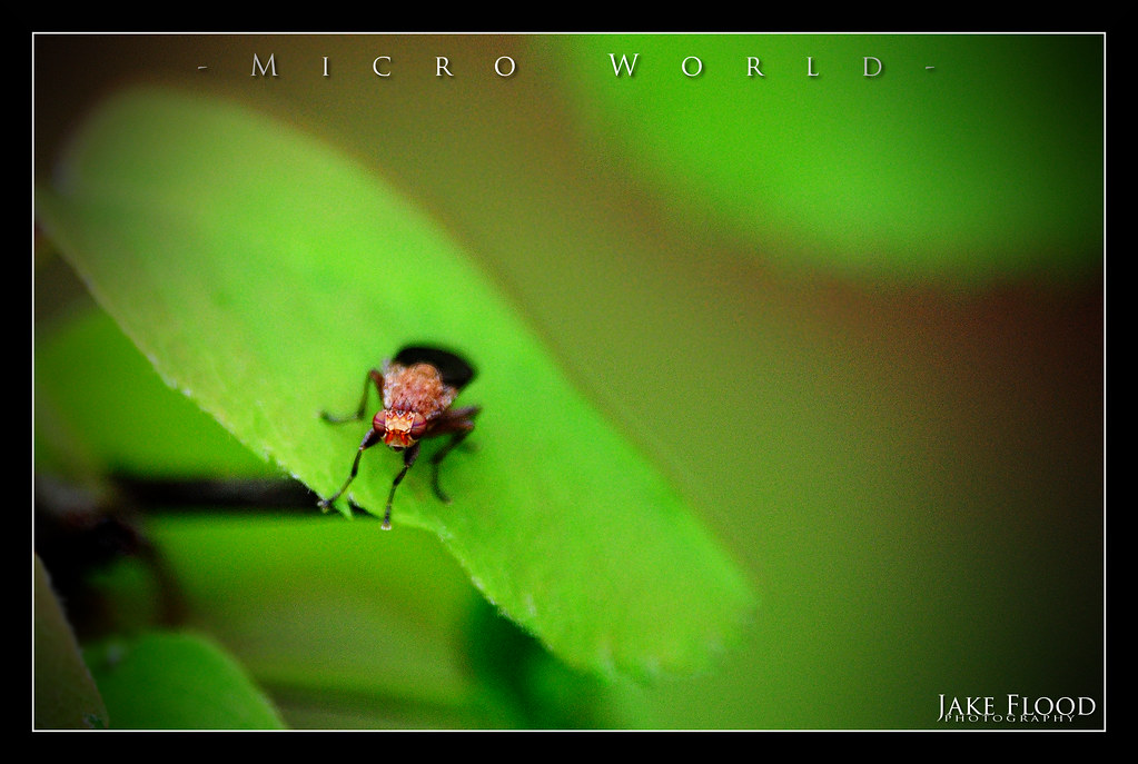 Micro World 2
