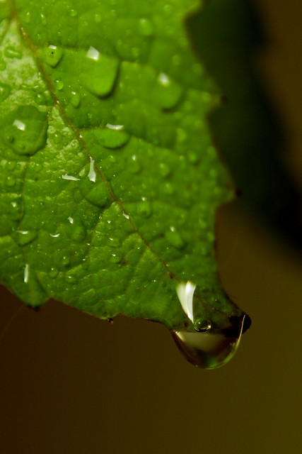A leaf and a drop ...