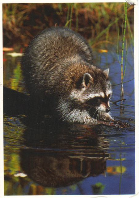 Netherlands Raccoon Postcard