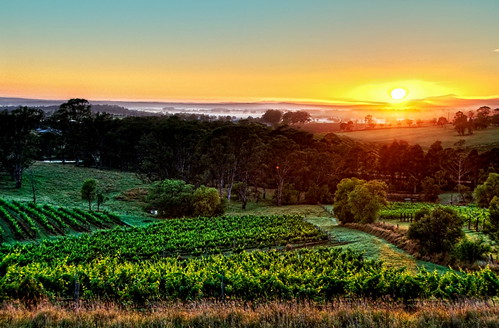 sunrise geotagged dawn vineyard wine australia valley nsw hunter geo:lat=32792091 geo:lon=151275655