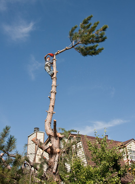 Tree topping and Removal