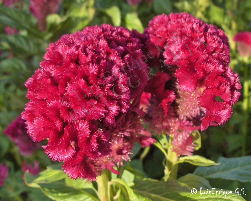 Flor de Muerto Terciopelo - celosia cristata - Puebla, Méx… | Flickr