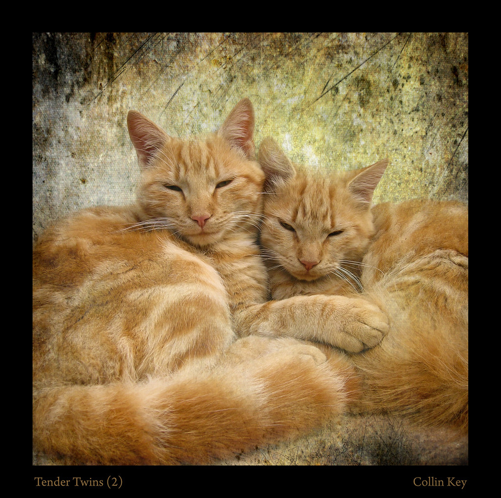 Tender Twins (2) by Collin Key