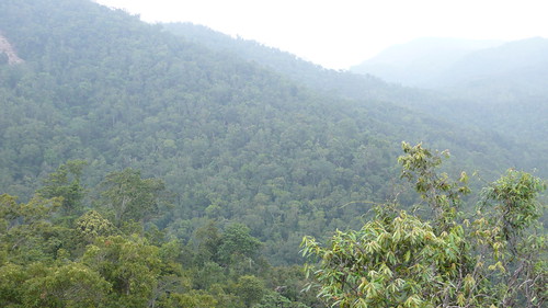 Wed, 09/30/2009 - 14:09 - View across the Lienhuachih forest.
Credit: CTFS
