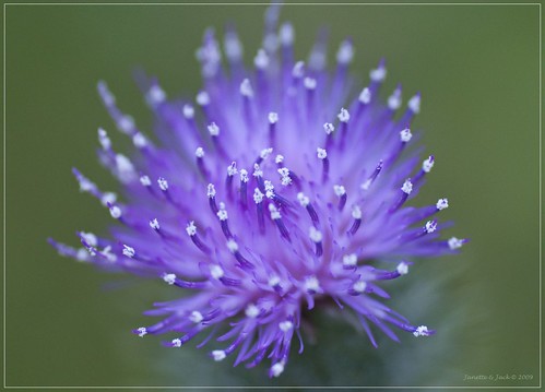 Thistle fireworks by Janette & Jack,on and off