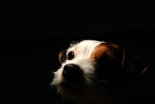my dog maggy | by TRandPhotography