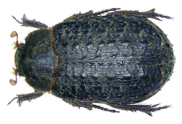 Trox sabulosus (Linné, 1758)
