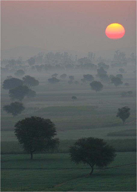 Inde du nord: lever du jour sur la campagne du Rajasthan.