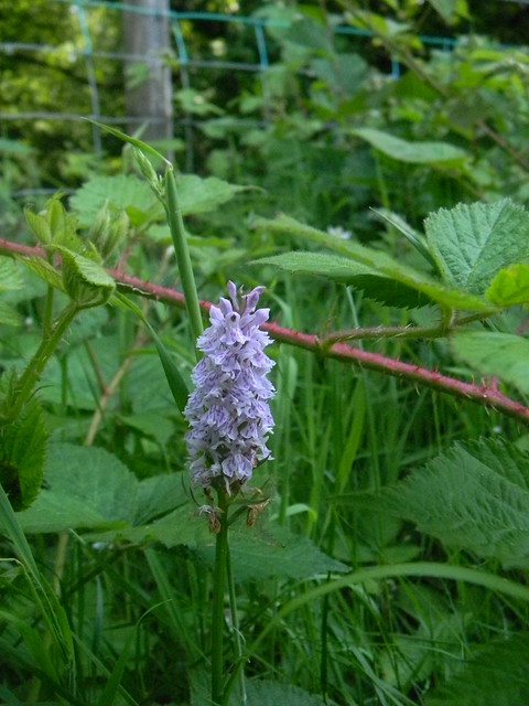 Orchid Plenty of these today Wadhurst Circular 