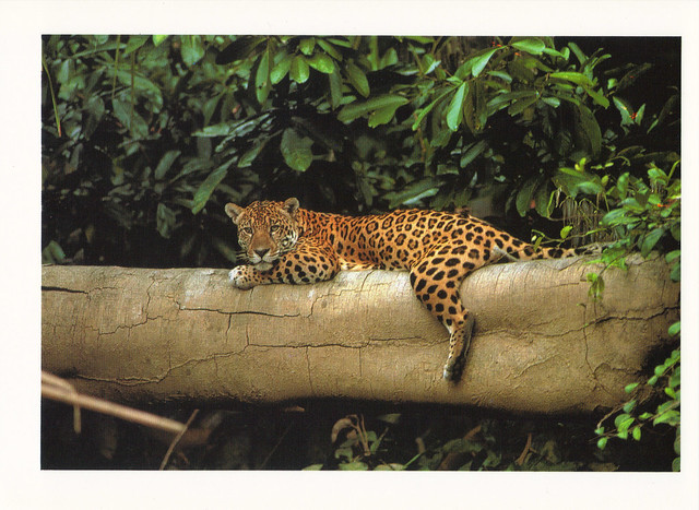 UNESCO Jaguar Postcard