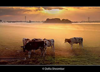Cows In The Mist