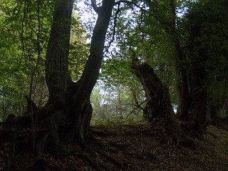 Old hedgerow Watton-at-Stone Circular