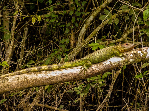 Lizard