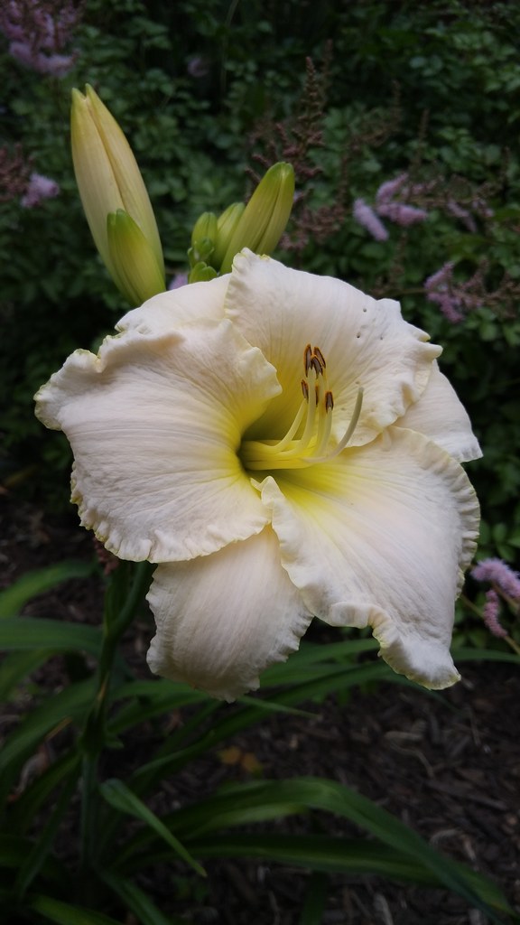 Perfect lilly flower! | Bearcats Photography | Flickr