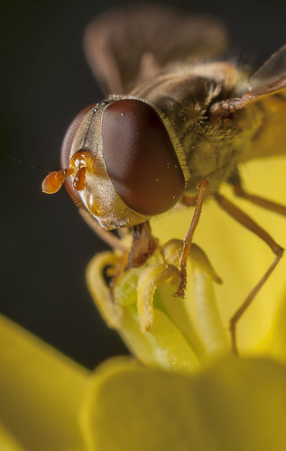 Long Hoverfly (Sphaerophoria scripta) | by 4our20wenty