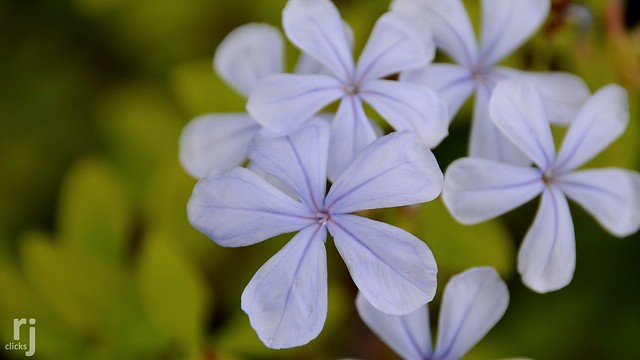 Blossomed Plumbago