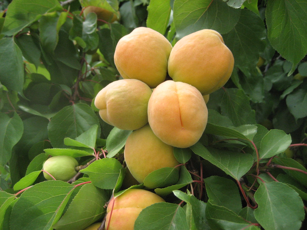 Apricot or Armenian Plum (Prunus armeniaca)