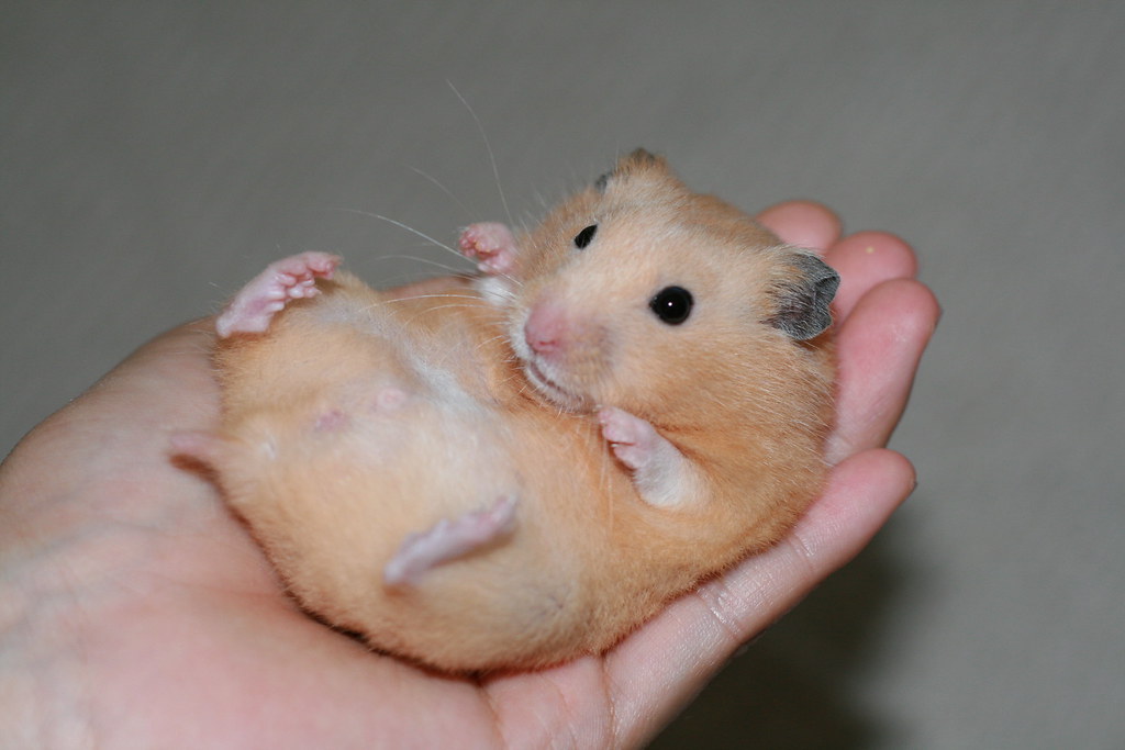 Beware The Hand Of God It's the baby Teddy Bear Hamster th. 