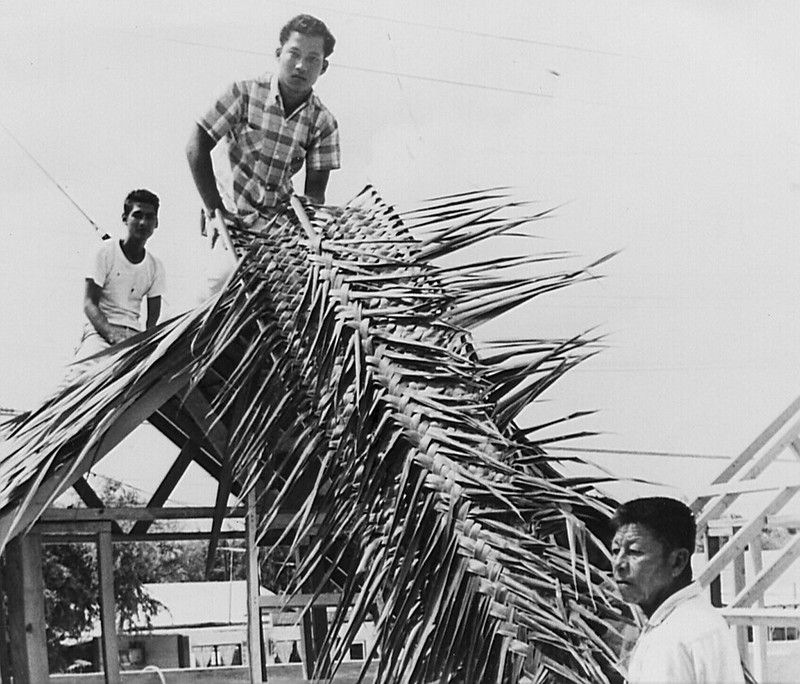 Figure 9. Assembling. The roofers cover the wooden frame with the tightly woven pupong (woven ridge).

Micronesian Area Research Center (MARC)/Lawrence J. Cunningham