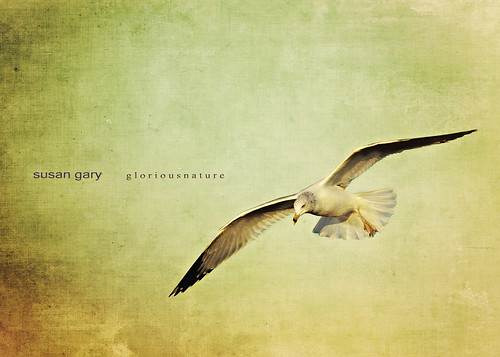 Vintage Flight by *GloriousNature*bySusanGaryPhotography
