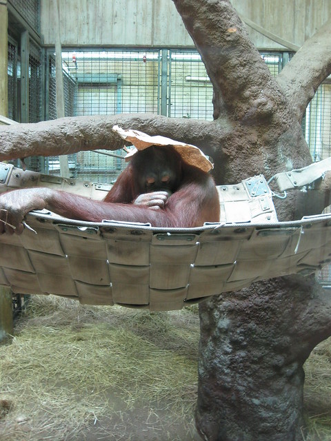 Orangutan with paper bag hat