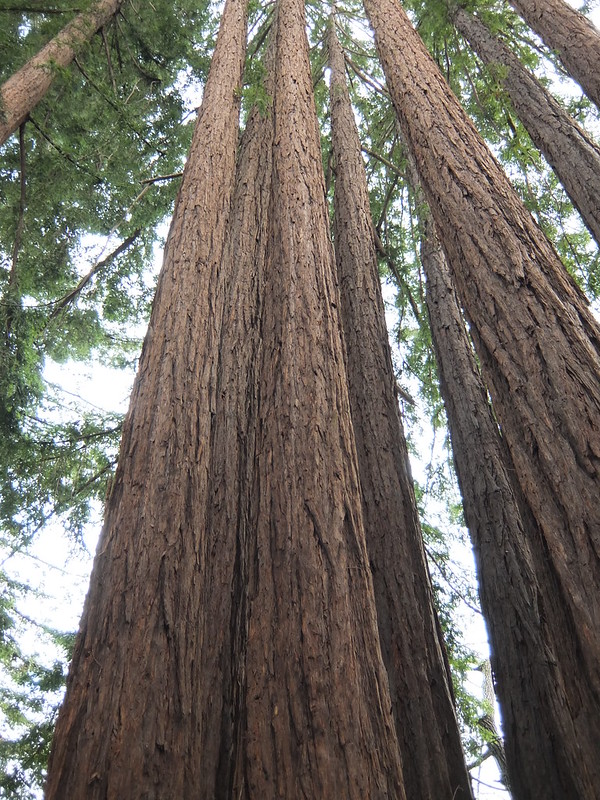 Santa Rosa Redwoods