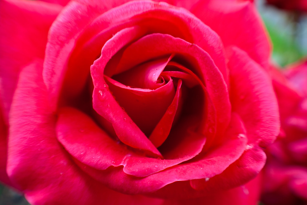 Rose Close-up