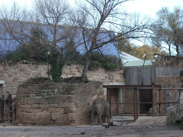 Elephant Enclosure At Chester Zoo