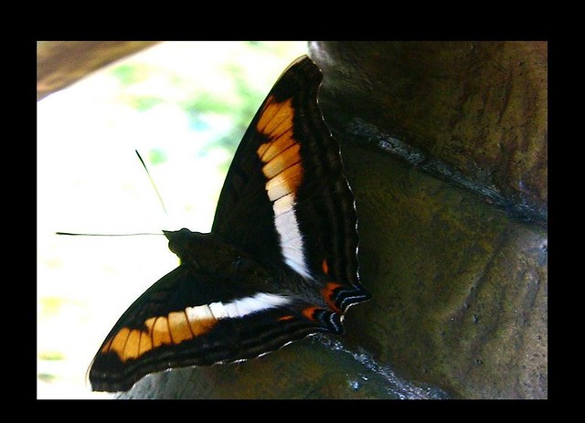 Brasilien - Iguassu - Schmetterlinge - 13