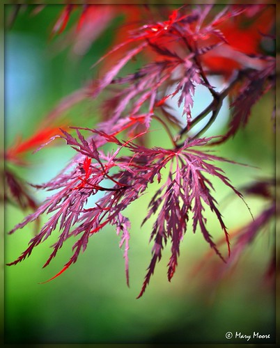 Japanese Maple | by ♥ Mary Moore