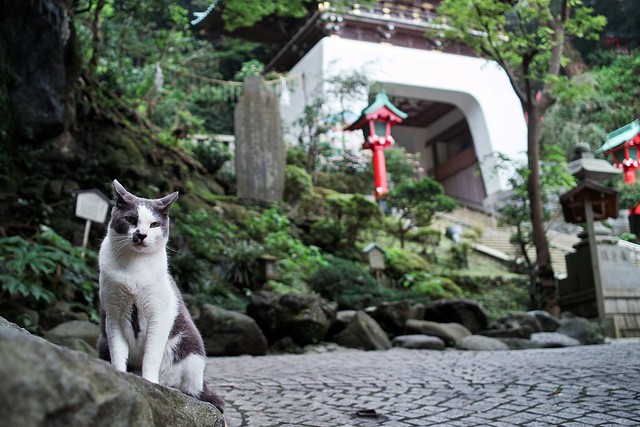 Enoshima cats.(7Photo)