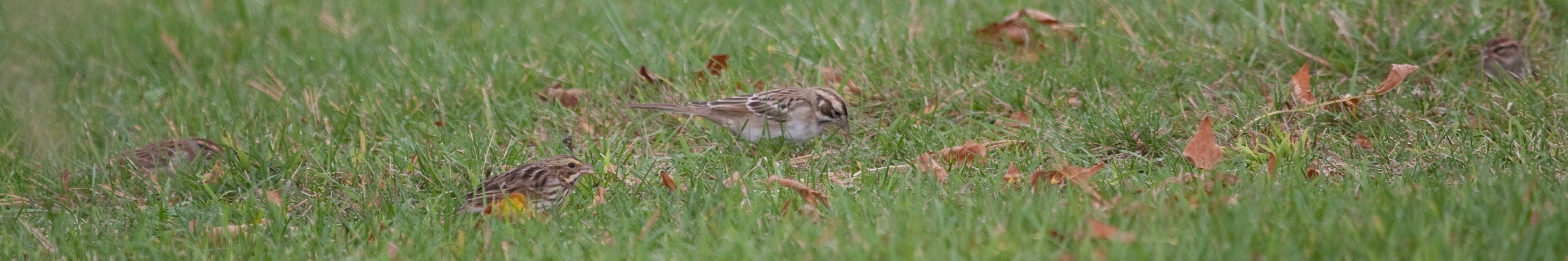 sparROW