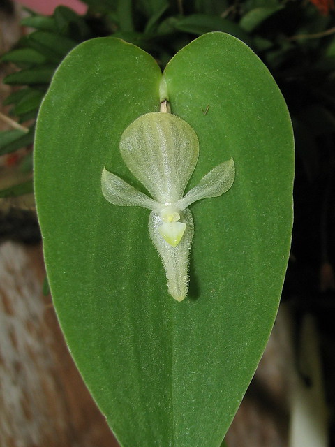 Pleurothallis - Acronia lilijae - alba