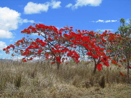 delonix delonixregia fabaceae flamboyanttree flametree royalpoinciana scarlet red tropicalfloweringtree tanetahi