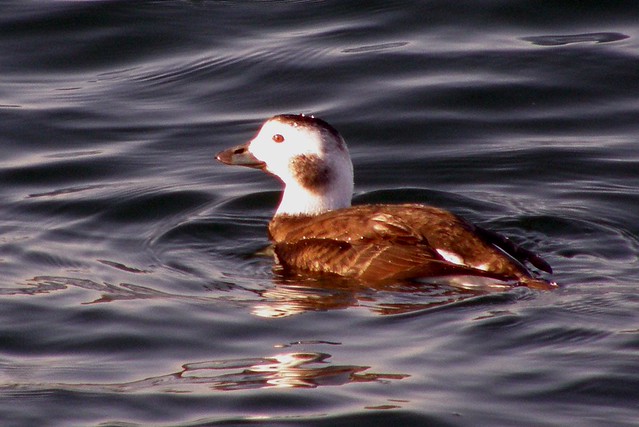 Female Long-Tailed Duck (Clangula Hyemalis)