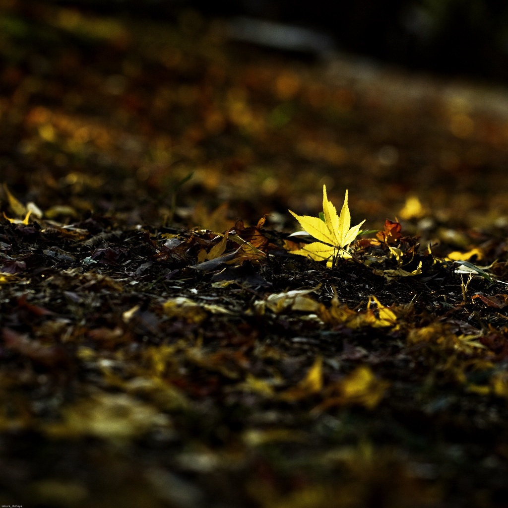 9067 : Shine of one leaf by sakura_chihaya+
