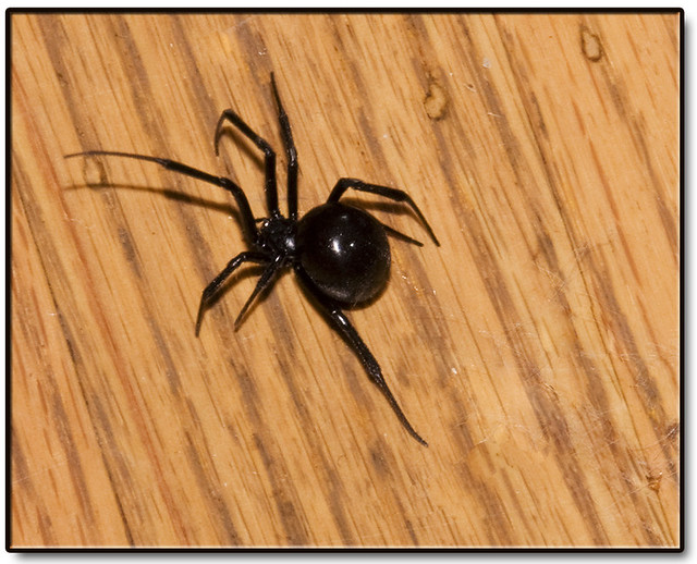 Black Widow.  IN OUR LIVING ROOM!!