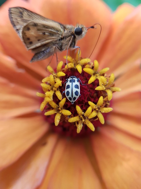 mariposa + borboleta