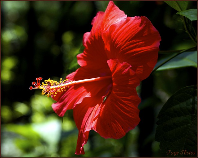 ~ Hibiscus At Home ~