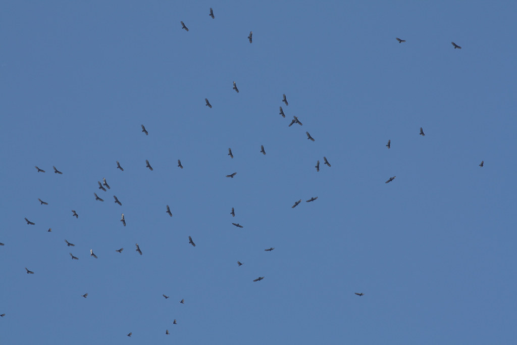 Flock of Hawks, (Turkey Vultures)